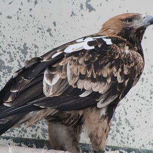 Eastern Imperial Eagle (Aquila heliaca)