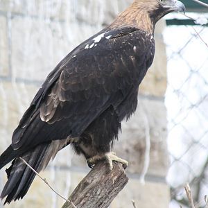 Eastern Imperial Eagle (Aquila heliaca)