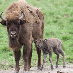 AvSabina, born 20130519