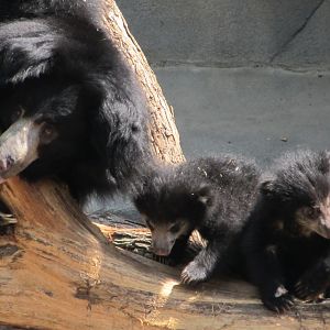Hani and her cubs