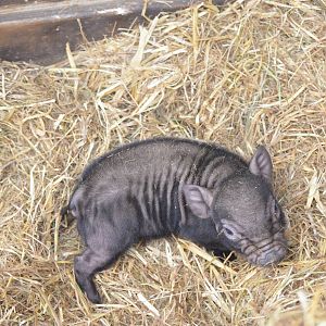 Vietnamese Potbellied Pig