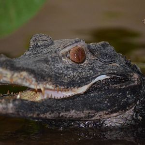 Cuvier's Dwarf Caiman