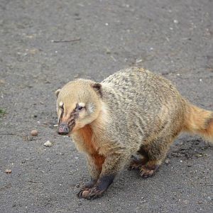 South American Coati