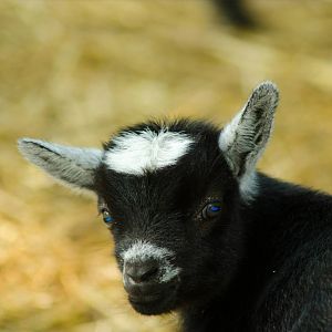 A Goat Kid