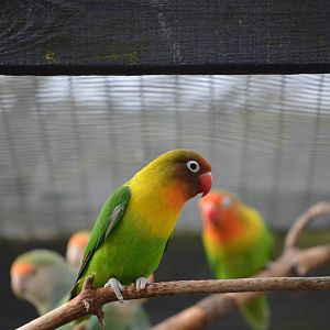 Black-masked Lovebird