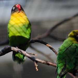 Black-masked Lovebirds