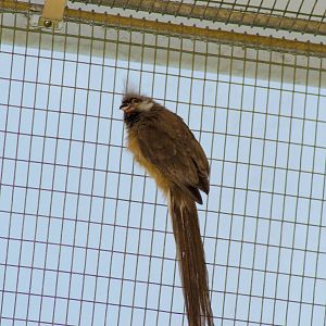 A Speckled mousebird