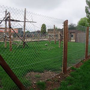 De Brazza's Guenon Exhibit at Twycross, 18/05/13