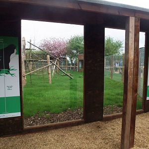 De Brazza's Guenon Exhibit at Twycross, 18/05/13