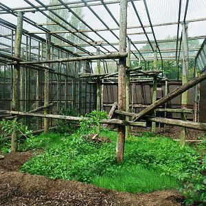Leopard Exhibit at Twycross, 18/05/13