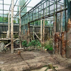 Leopard Exhibit at Twycross, 18/05/13