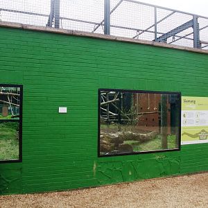 Siamang Exhibit at Twycross, 18/05/13