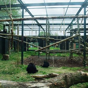 Siamang Exhibit at Twycross, 18/05/13