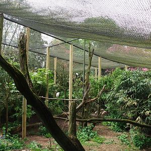 Longhouse Aviary at Twycross, 18/05/13