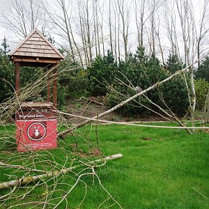 Lemur Walkthrough at Twycross, 18/05/13