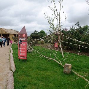 Lemur Walkthrough at Twycross, 18/05/13
