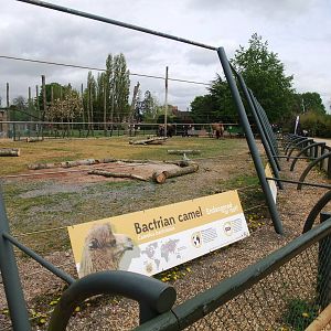 Camel Paddock at Twycross, 18/05/13