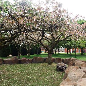 Giant Tortoise Exhibit at Twycross, 18/05/13