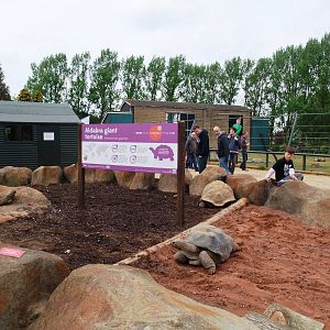 Giant Tortoise Exhibit at Twycross, 18/05/13
