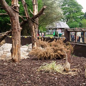 Bush Dogs and Coatis at Twycross, 18/05/13