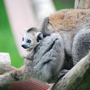Crowned Lemur Infant at Twycross, 18/05/13