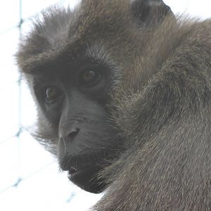 Agile mangabey