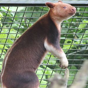 Goodfellow tree-kangaroo