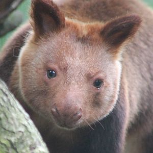 Goodfellow tree-kangaroo