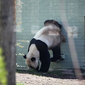 giant panda handstand scentmark