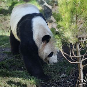 male giant panda