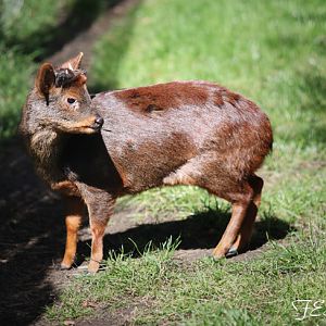 southern pudu