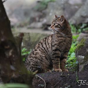 scottish wildcat