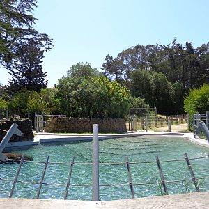 Hippo Pool #1 (2013)