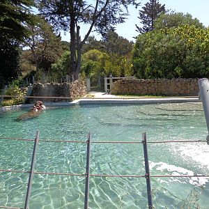 Hippo Pool #2 (2013)