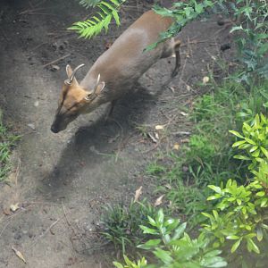 Reeves Muntjac