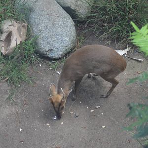 Reeves Muntjac