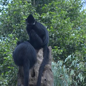 Francois' Langurs
