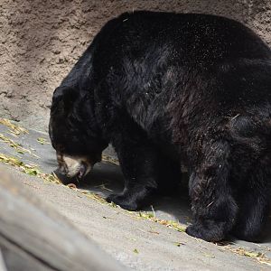 American Black Bear
