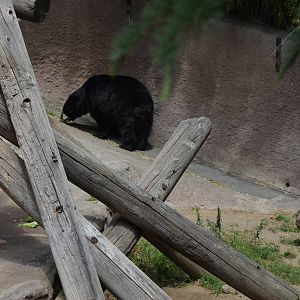 American Black Bear