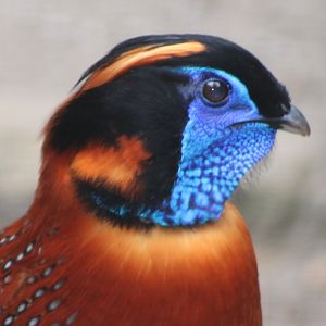 Temninck tragopan