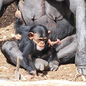 Zombi with infant Zuri