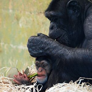 Zombi with infant Zuri