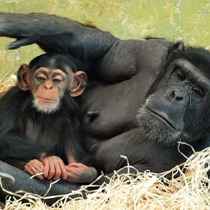 Zombi and infant Zuri