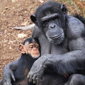 Zombi and infant Zuri