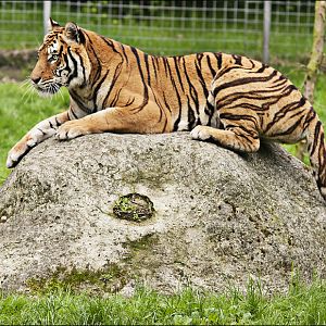 Hybrid Tiger at Thüle