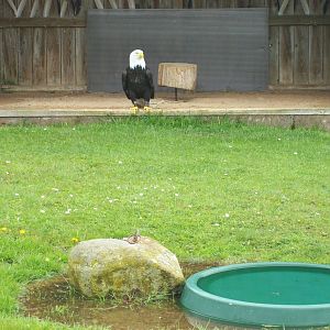 bald eagle exhibit