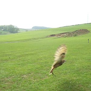 African spotted eagle-owl mid flight