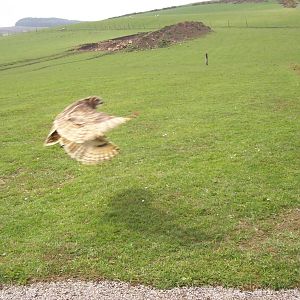 African spotted eagle-owl mid flight