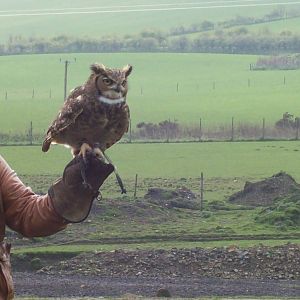 African spotted eagle-owl