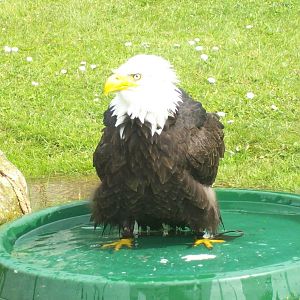Bald eagle in pond